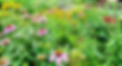 Why We Love Native Plants