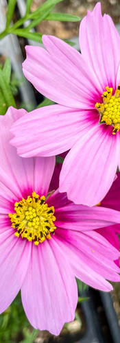 Cosmos
