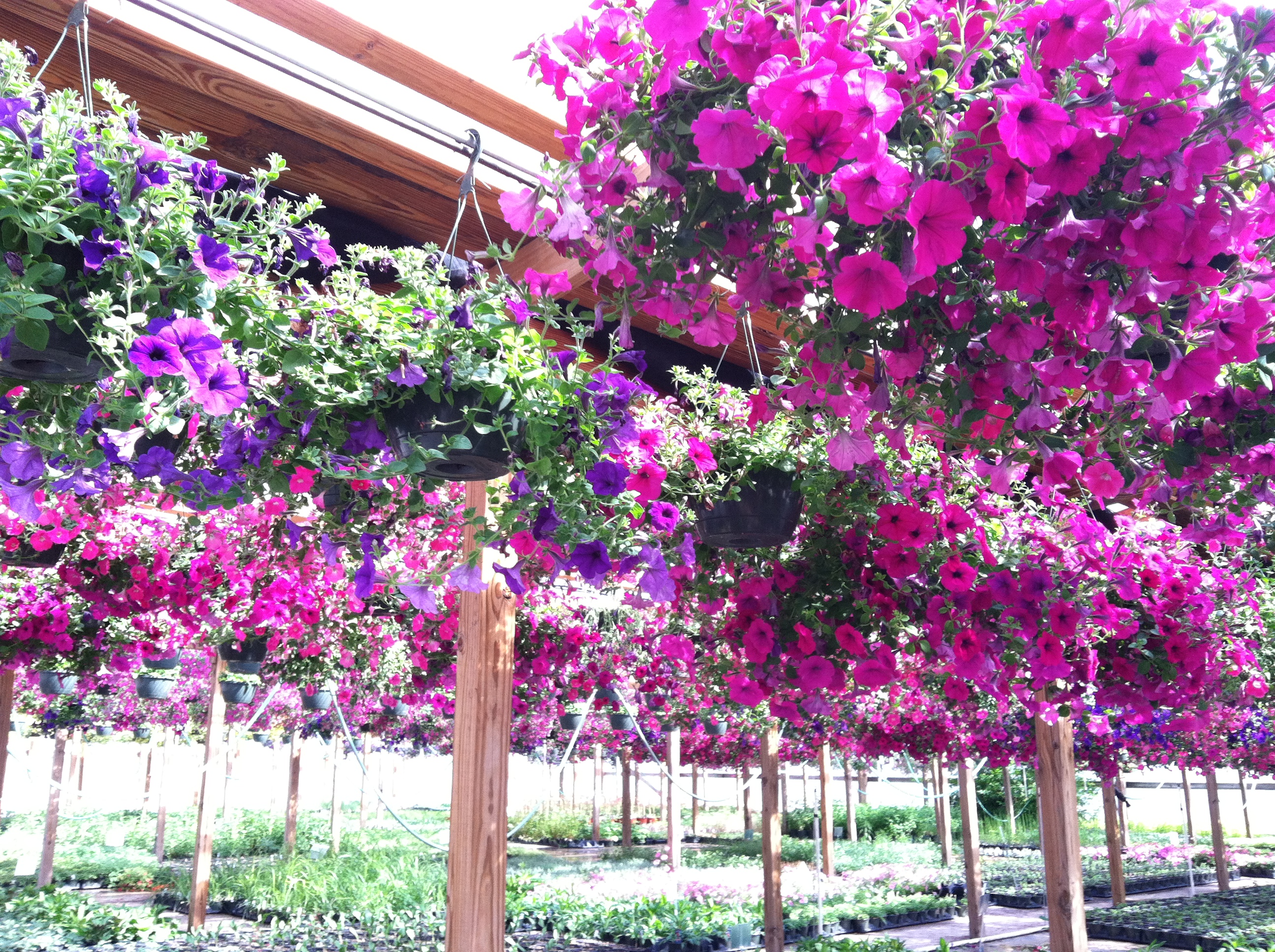 Petunias1.JPG