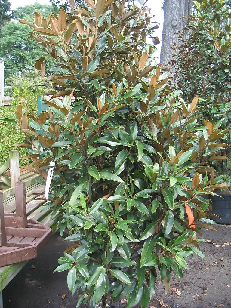 Magnolia grandiflora TMGH 'Alta' - Photo by David J. Stang