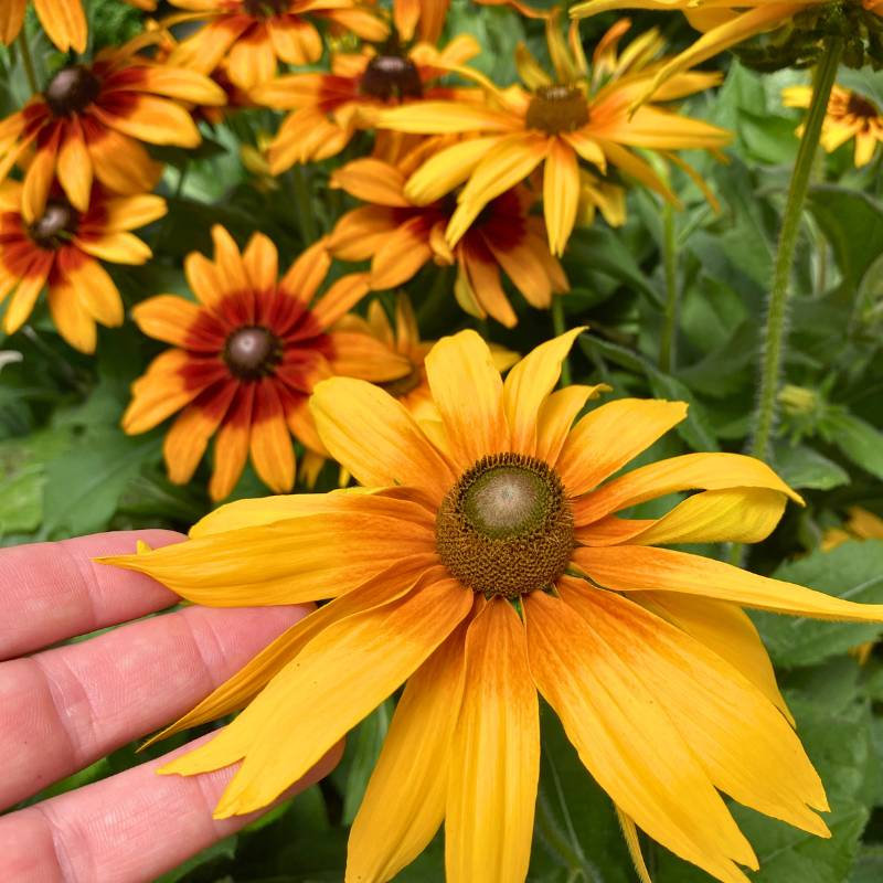 What's New this Week at Painters Greenhouse