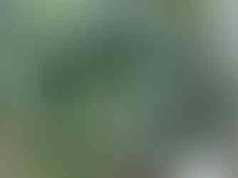 Purple Swedish Ivy hanging basket for shade at Painters Greenhouse