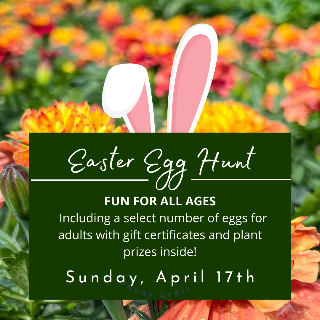 Easter Egg Hunt Painters Greenhouse A514f4 9d395d122cc148abb76626d45576c806~mv2