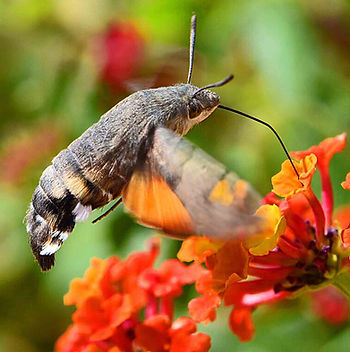 Hummingbird moth hovers near vibrant orange lantana flowers, sipping nectar. Blurred green and red background creates a lively, natural scene.