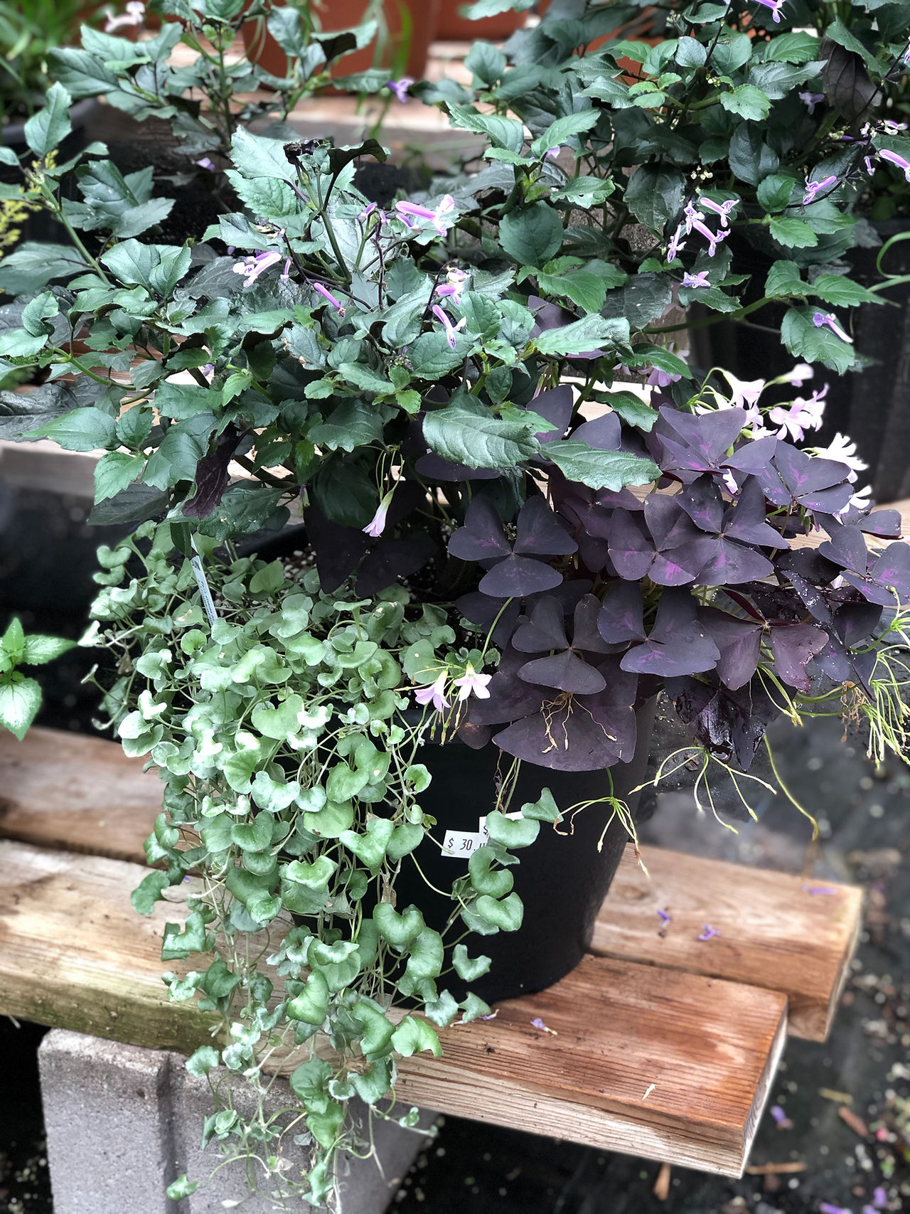 gothic green and dark purple combination planter