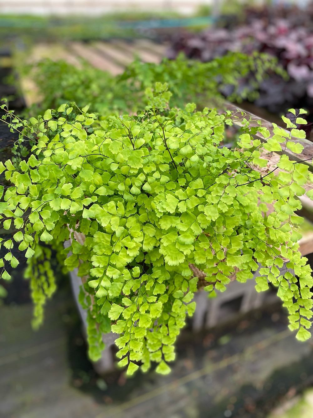 Mairis Maiden Hair Fern