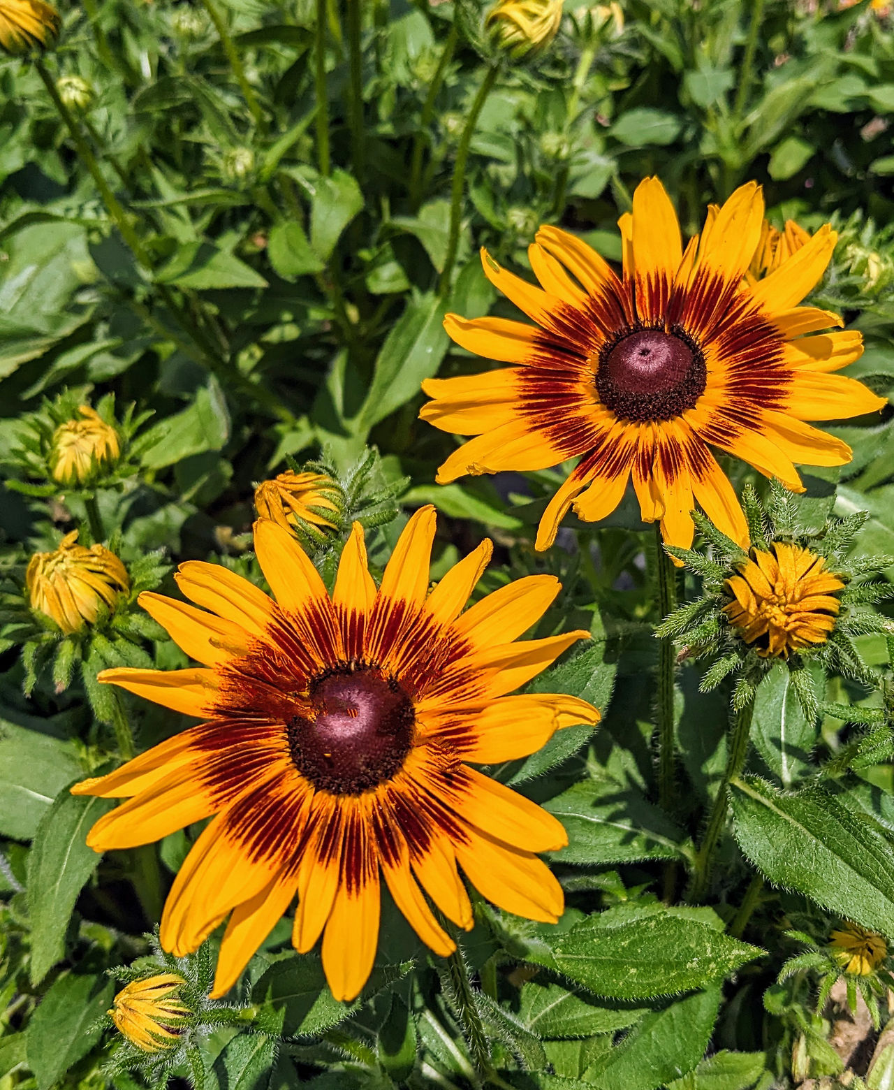 Rudbeckia hirta variety
