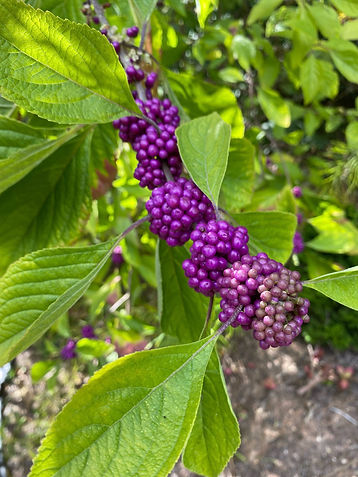 Beautyberry american
