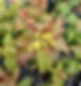 What's New this Week at Painters Greenhouse