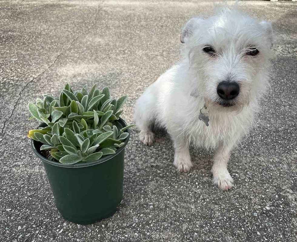Lamb's Ear