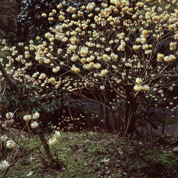 Large paperbush with numerous yellow flowers in a lush garden, surrounded by greenery and moss. The scene feels serene and vibrant.