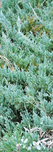 silvery foliage of a Creeping Juniper