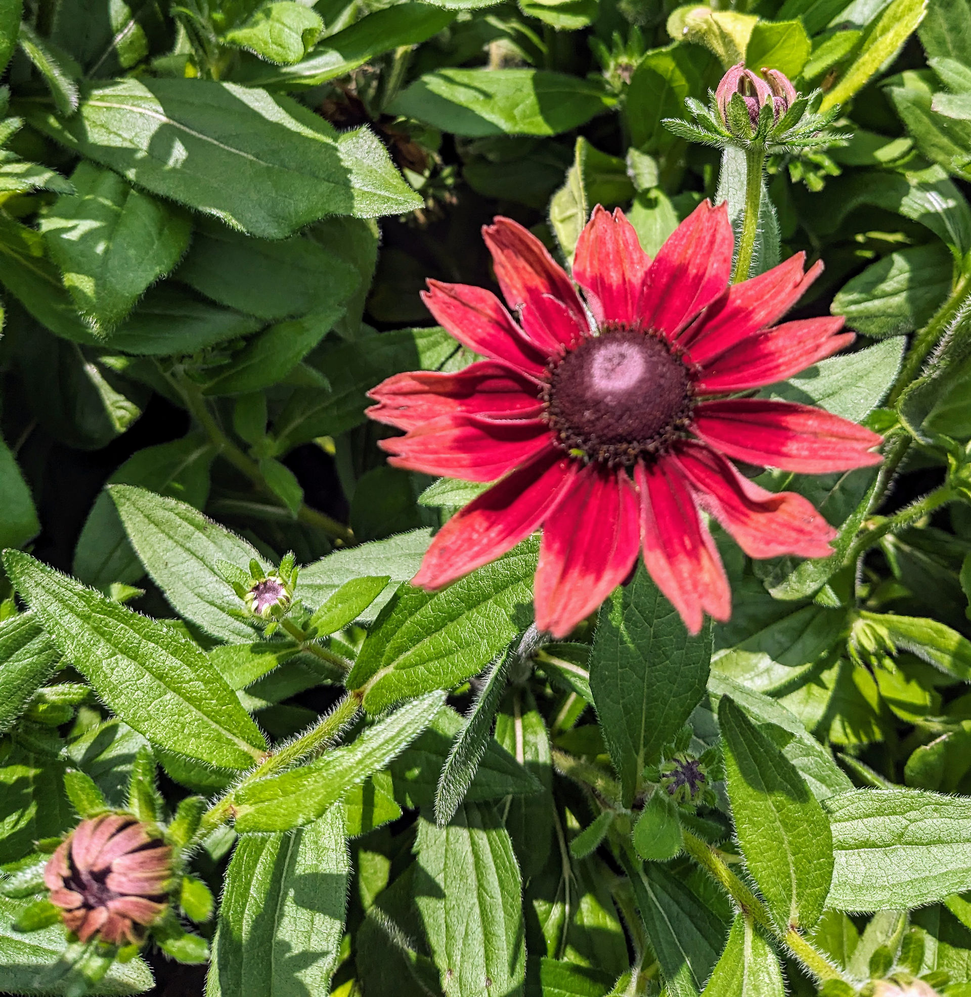 Rudbeckia hirta variety