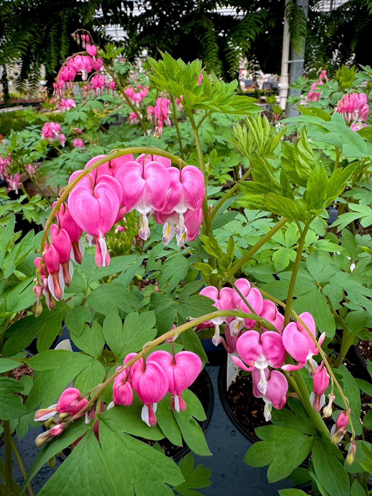Bleeding Heart, pink