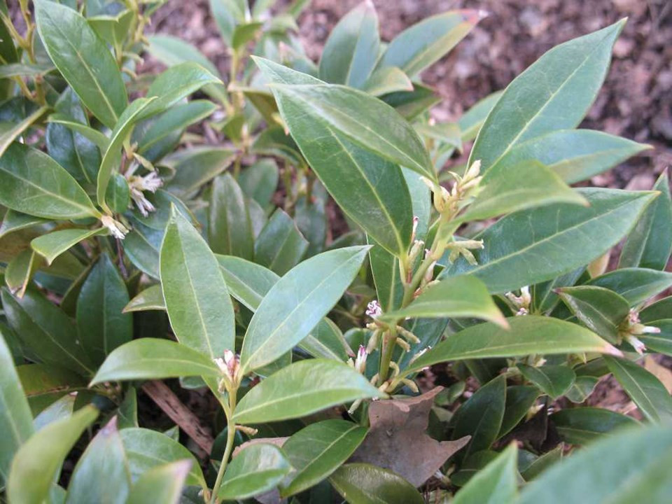 Sweet Box (Sarcococca hookeriana var. humilis)