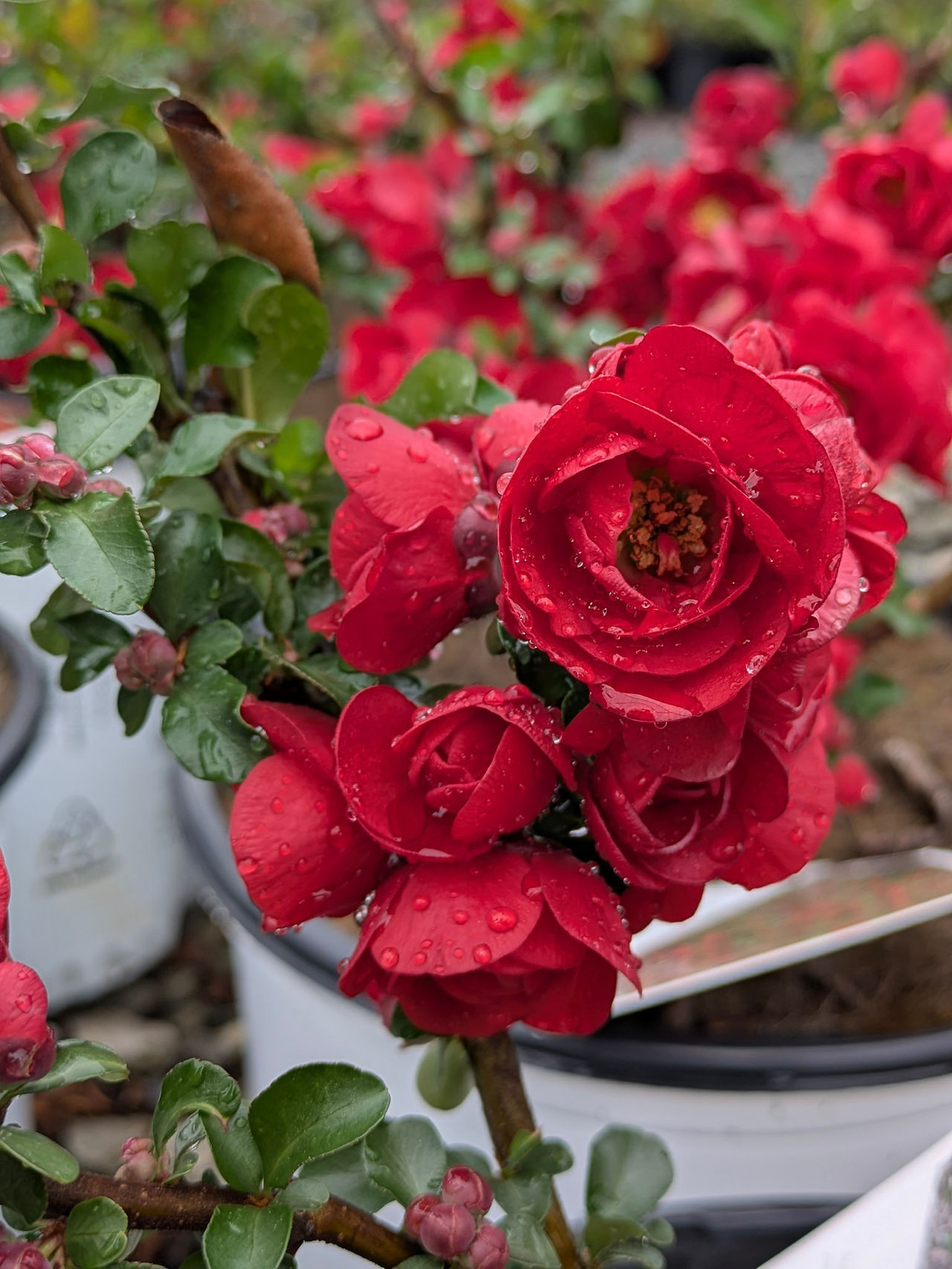 Double Take Flowering Quince at Painters Greenhouse in Old Fort NC