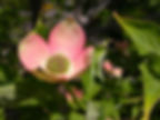 Pink dogwood flower with a green center and surrounding leaves, set against a blurred green background in bright sunlight.