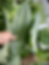 Hand holding a large green Philodendron Silver Sword leafat Painters Greenhouse in Old Fort, NC, surrounded by lush plants. The leaf is smooth, with a thick central vein.