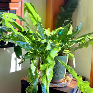 Crocodile Fern at home from Painters Greenhouse in Old Fort, NC