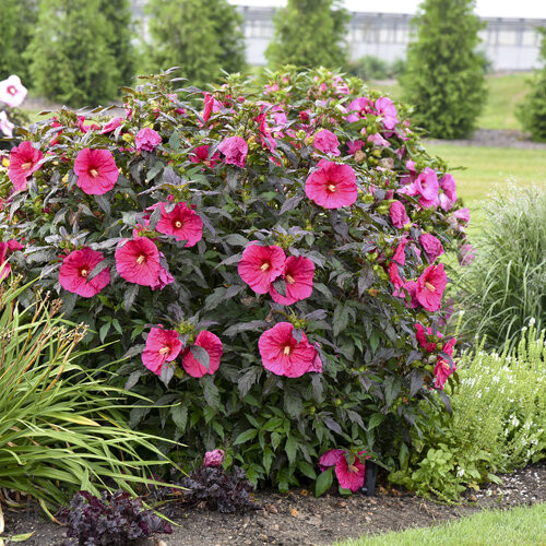 Evening Rose Perennial Hibiscus