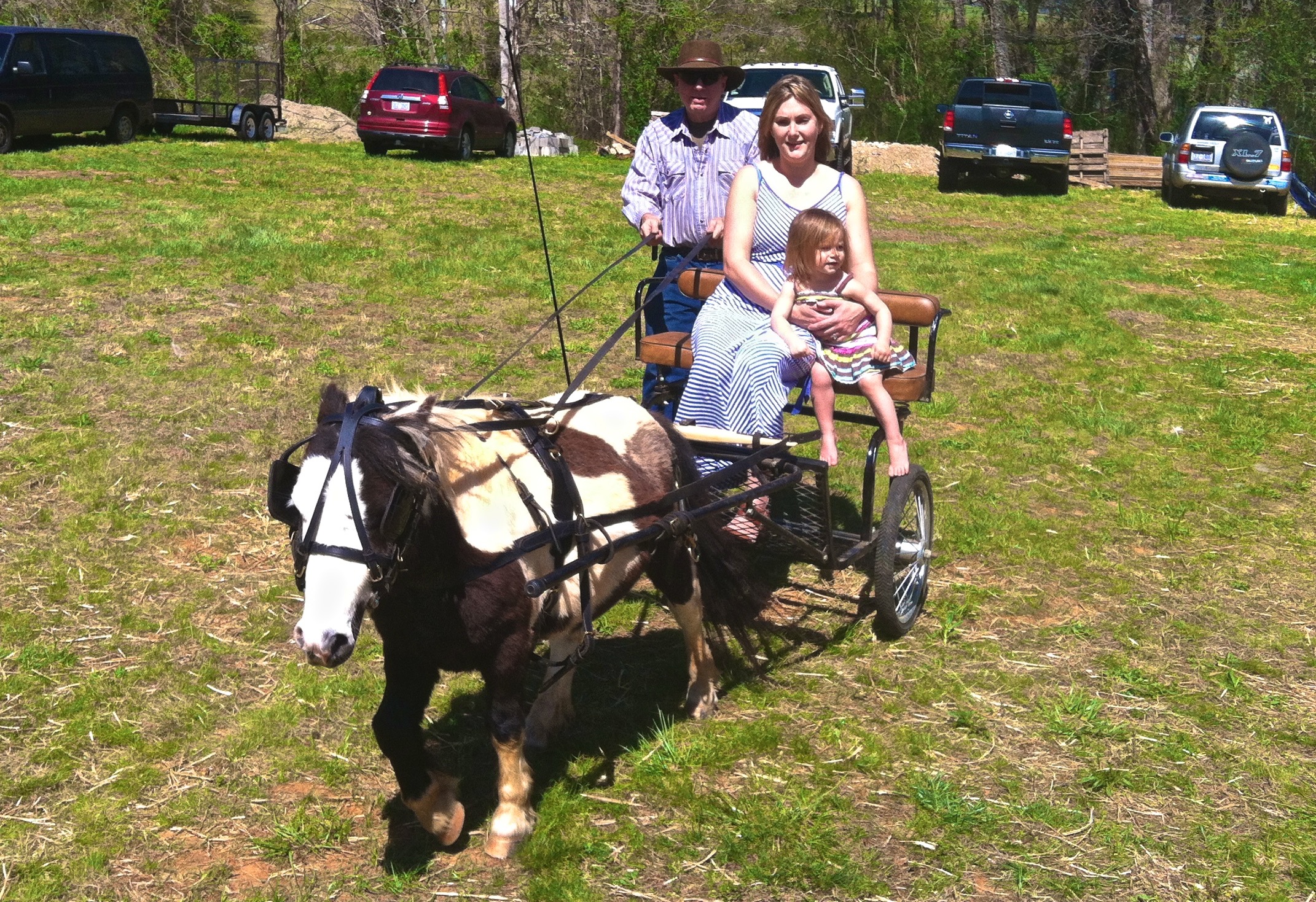 Miniature pony carriage rides