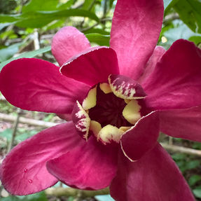 Pink flowers from the 'Aprhodite' Sweetshrub at Painters Greenhouse in Old Fort, NC
