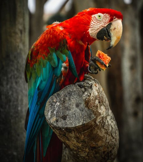 free-photo-of-fotografia-animal-fotografia-de-animais-passaro-ave_edited.jpg