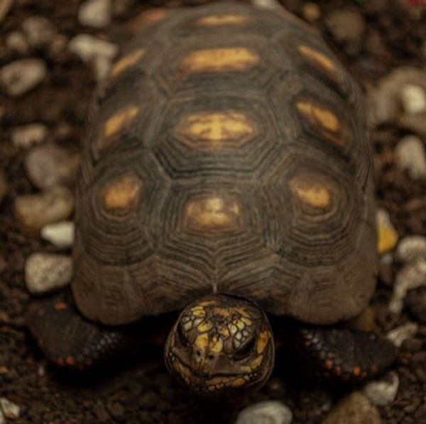 free-photo-of-animal-bicho-meio-ambiente-natureza_edited.jpg