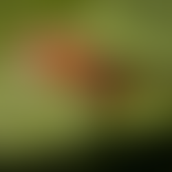 Glia Cells in Fruit Flies Endure Negative Stimuli