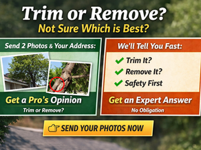 Tree trimming vs removal decision graphic prompting homeowners to send two photos for a fast expert recommendation.