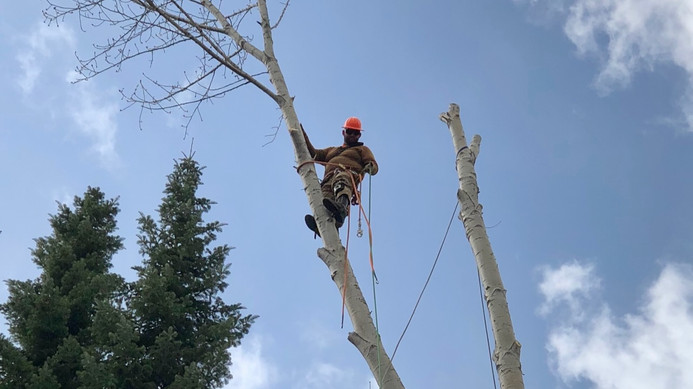 Certified arborist performing hazardous tree removal with safety equipment in North Idaho. Trusted tree services for emergencies and storm damage.