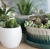 Succulents nursery plants