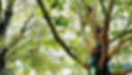 Students climbing a tree during outdoor play at Nevada Sage Waldorf School, fostering connection to nature, exploration, and imaginative play.