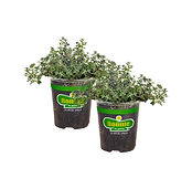 garden herb plants