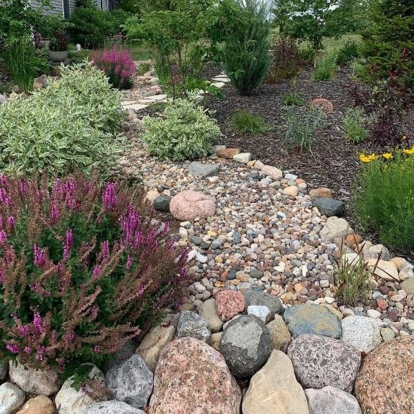 Drought-tolerant garden with a dry creek bed of river cobbles, bark mulch and
flowering shrubs