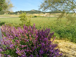Pico Torra