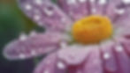 flower with dew.jpg