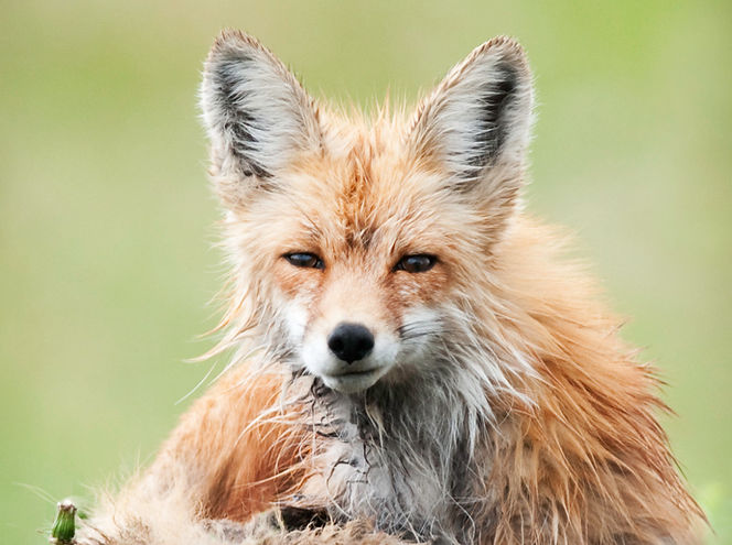 foxbad hair.jpg