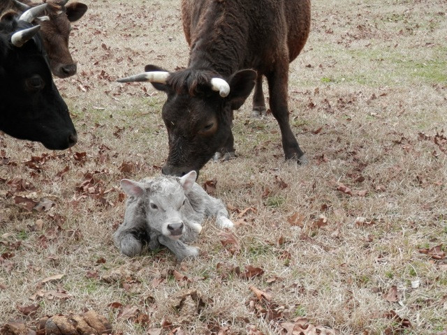 © Dan Schellenberg new bull Valentino.jpeg