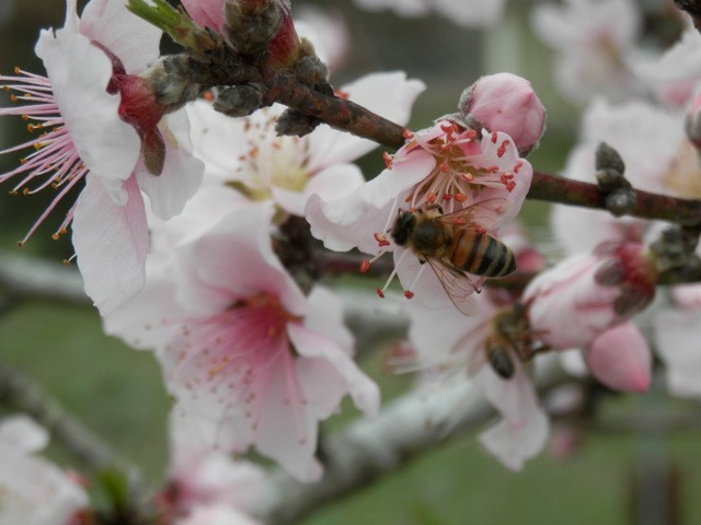 © Dan Schellenberg Bees.jpeg