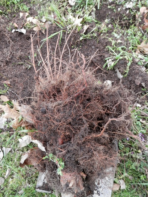 © Dan Schellenberg long roots.jpeg