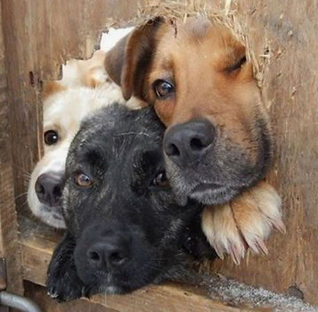 three dogs looking through fence.JPG
