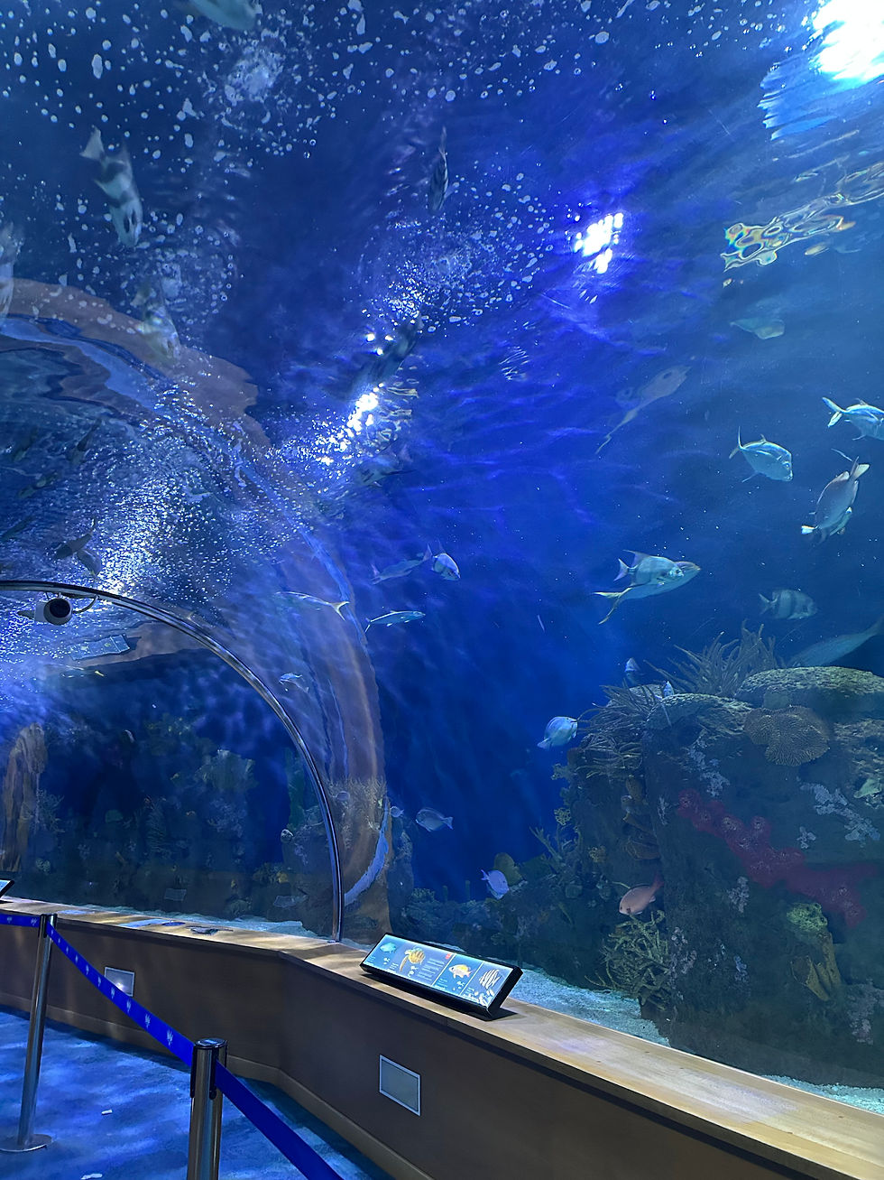 Oceanogràfic