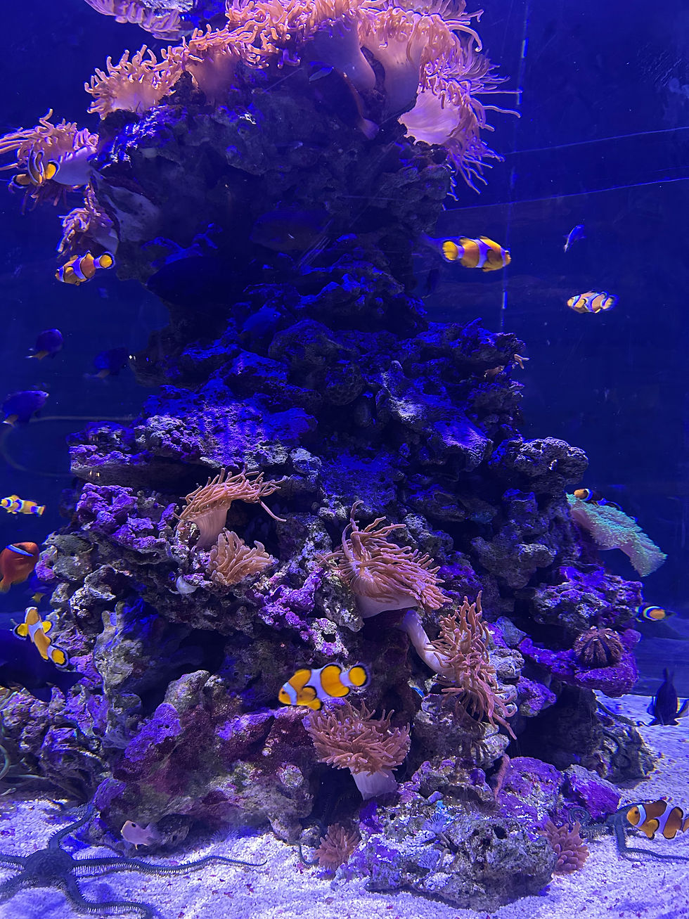Oceanogràfic