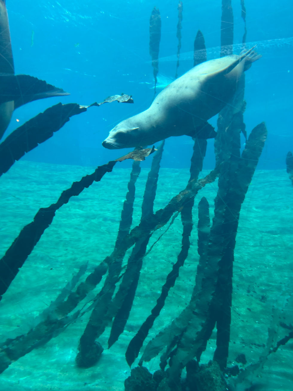 Oceanogràfic