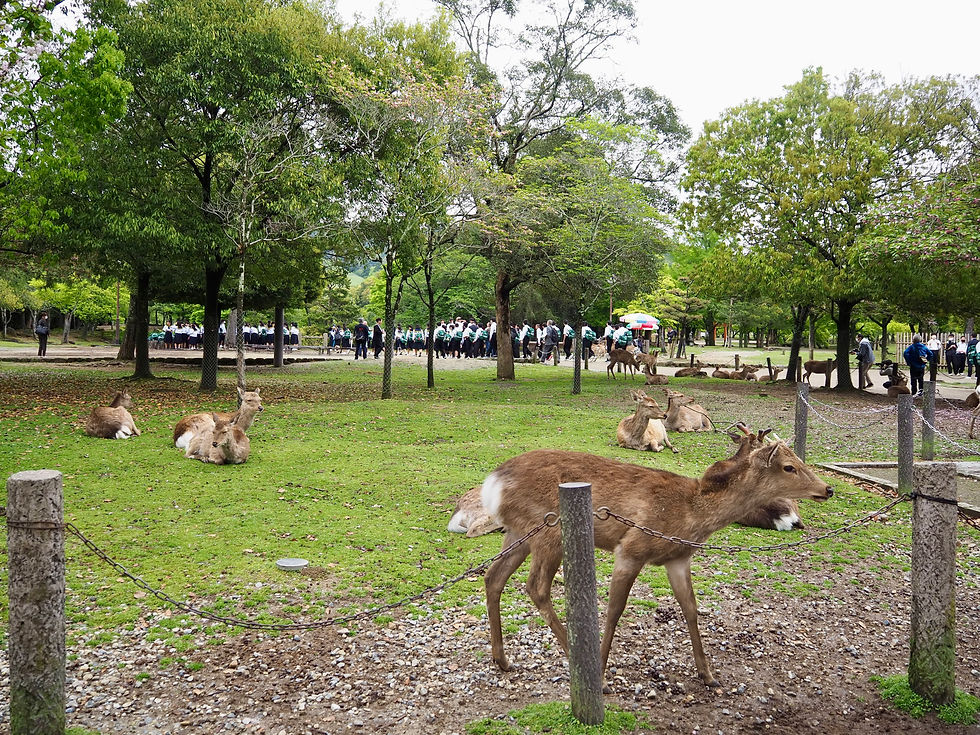 Nara Park