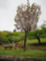 Nara Park