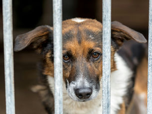 Vision Refuge 2026 : le premier congrès dédié aux animaux en refuge en France