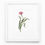 Thumbnail: TULIPS 7 Art Print