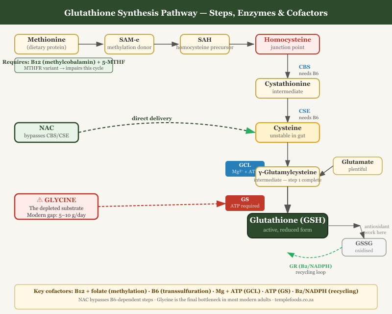 Glutathione Synthesis Pathway: Every Step and Cofactor